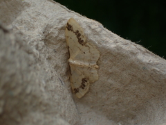 Idaea trigeminata