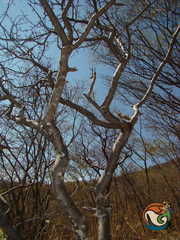 Bursera submoniliformis