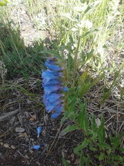 Penstemon glaber