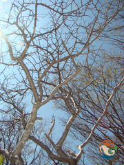 Bursera submoniliformis