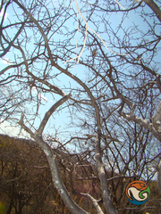 Bursera submoniliformis