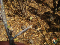 Bursera submoniliformis