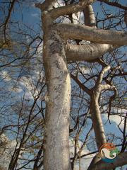 Bursera submoniliformis