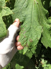 Cercospora hydrangeae