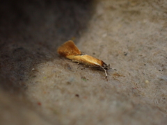Batia lunaris
