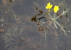 Utricularia inflata