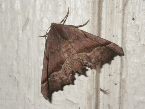 Honest Pero Moth and Allies photo 2