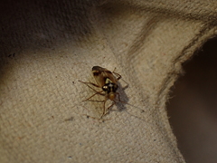 Orthops