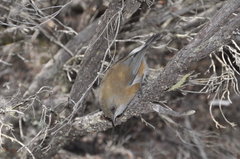 Zosterops borbonicus