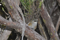 Zosterops borbonicus