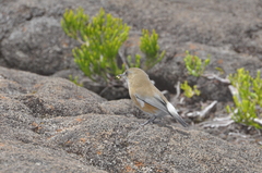 Zosterops borbonicus
