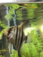 Pterophyllum