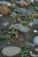 Plantago arenaria