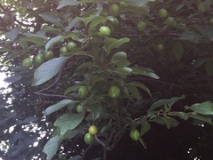 Prunus