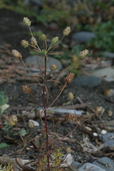 Plantago arenaria