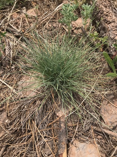 Festuca arizonica iNat (1)