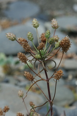 Plantago arenaria