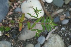 Euphorbia nutans
