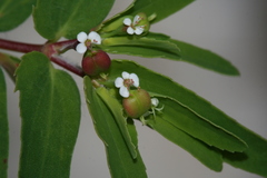 Euphorbia nutans