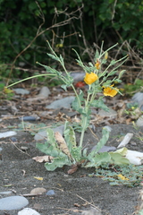 Glaucium flavum