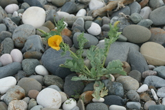 Glaucium flavum