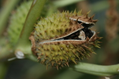Datura stramonium
