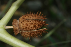 Datura stramonium