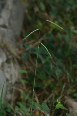 Paspalum dilatatum