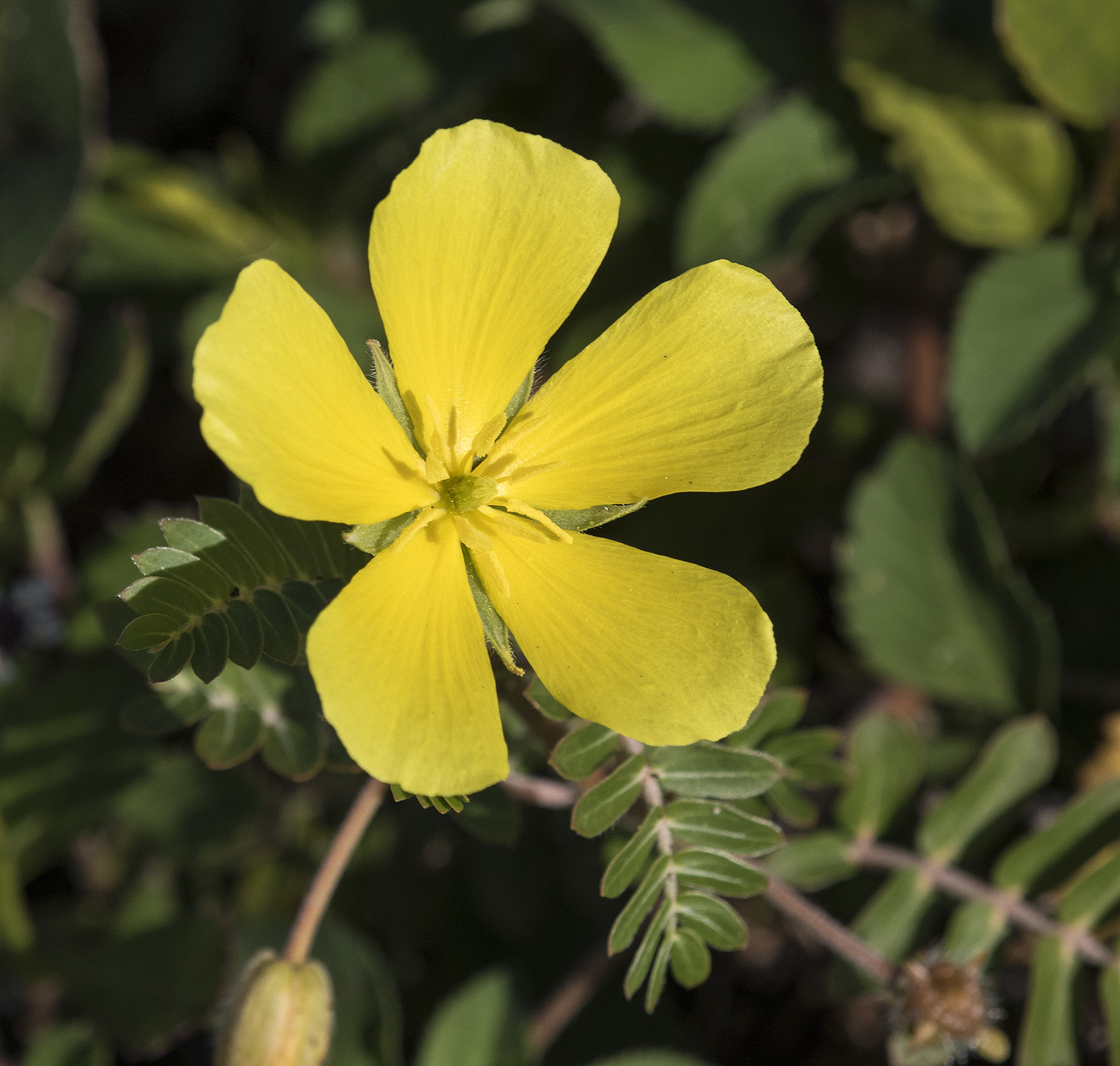 Tribulus cistoides