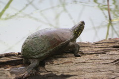 Kinosternon subrubrum hippocrepis