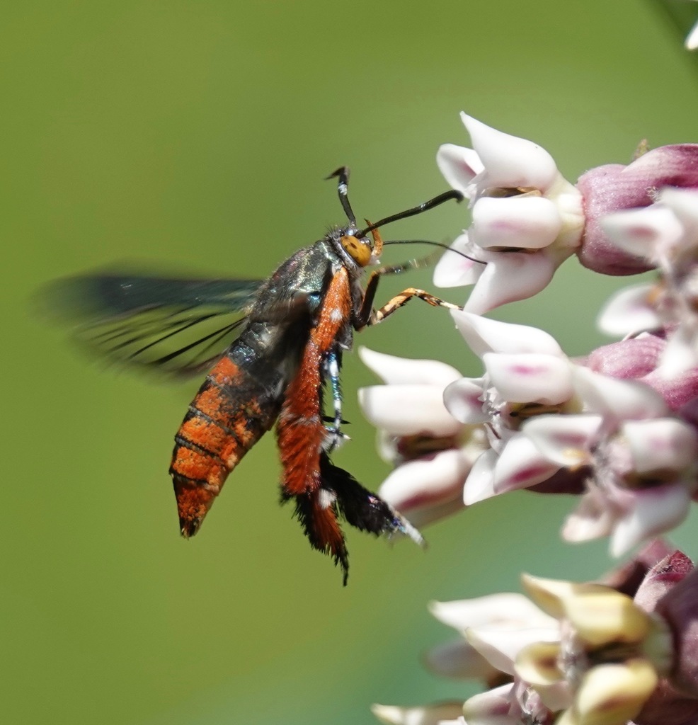Eichlinia