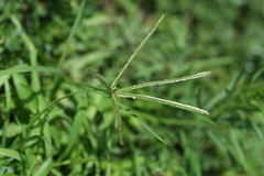 Eleusine indica