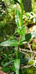 Kalmia polifolia