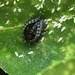Diaspidinae - Photo (c) Susan J. Hewitt, some rights reserved (CC BY-NC), uploaded by Susan J. Hewitt