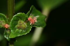 Acalypha australis