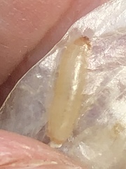 Caplothorax melanopterus