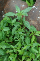 Acalypha australis