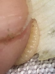 Caplothorax melanopterus