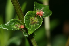 Acalypha australis