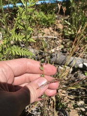 Acmispon parviflorus