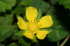 Potentilla indica