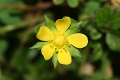 Potentilla indica