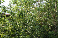 Citrus trifoliata