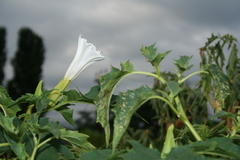 Datura stramonium