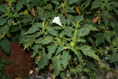 Datura stramonium