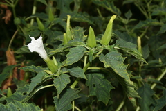 Datura stramonium