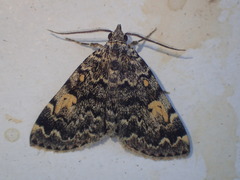 Idia calvaria