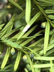 Pulvinaria floccifera