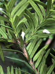 Pulvinaria floccifera