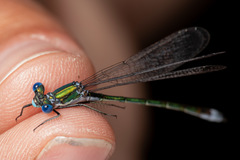 Lestes dryas